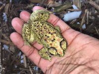 chocolate chip toad.JPG