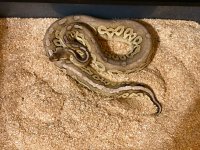 2018 Female Pastave Enchi.jpg