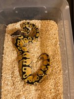 2019 Female Lemon Pastel.jpg