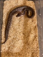 2019 Female Black Pewter.jpg