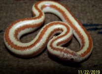 Male Albino Chocolate .jpg