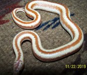 Female Albino Chocolate .jpg