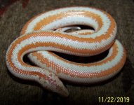 Male Albino.jpg