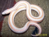Female Albino.jpg