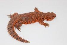 Red Niger Uromastyx Male.jpg