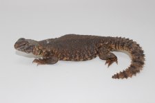 Red Niger Uromastyx Female 2.jpg