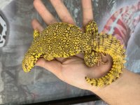 Extreme Yellow Uromastyx.jpg