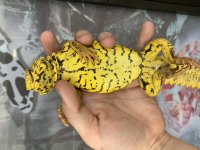 Extreme Yellow Uromastyx 01.jpg