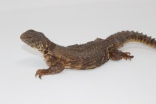 Yellow Niger Uromastyx Female 2.jpg