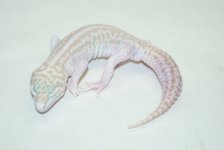 superraptorafghan2redeyesm26.JPG