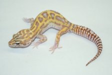 mackraptorafghanredeyem25.JPG
