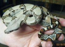 New boas for 2011 041.jpg
