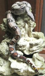 New boas for 2011 044.jpg