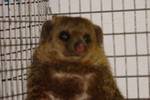 mongoose 3.jpg