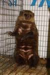 mongoose 2.jpg