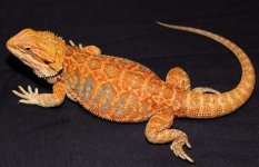 IMG_7935.jpg