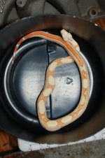 snakes 004.jpg