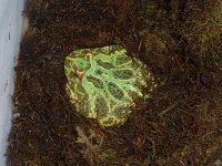 Pacman frogs 003.jpg