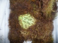 Pacman frogs 002.jpg