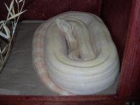 albino 001.jpg
