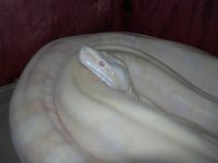 albino 002.jpg