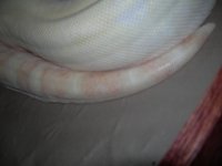 albino 003.jpg