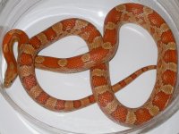 For Sale - Cinnamon.jpg
