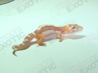 available-jungleabbrant1.jpg available-jungleabbrant1.jpg