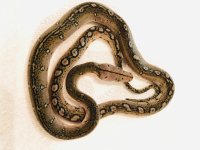 0.1 2020 Motley double het Purple and Anthrax.jpg