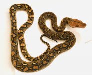 0.1 2020 Double het Anthrax and Mocha or Purple.jpg
