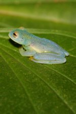 Glass_frog_CR.jpg