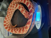 red female weight.jpg red female weight.jpg