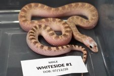 Whiteside_#1.jpg