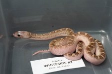 Whiteside_#2.jpg