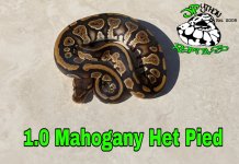 PicsArt_01-29-11.14.08.jpg