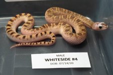 Whiteside_#4.jpg