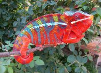 breeder-red-panther-chameleon-for-sale.jpg