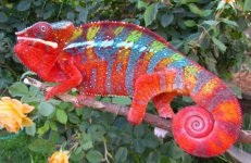 buy-red-panther-chameleon.jpg