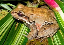 1-knudsen-thin-toed-frog-millard-h-sharp.jpg