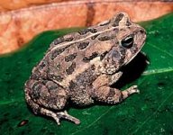 toad-fowlers1.jpg