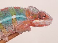 pantherchameleon-sale-sacramentochameleon.com.jpg