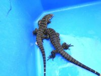 fb pair 44 yel mid back enc2 ad.JPG