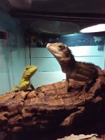 hypmacropair2.jpg