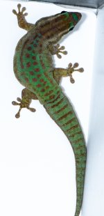 DSC_4642.jpg