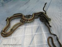 01 Coast Garter Snakes_5996.jpg