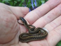 02 Coast Garter Snake_6020.jpg