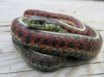 04 Male Coast Garter Snake_6015.jpg