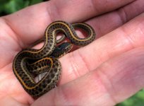 07 Coast Garter Snake_3587.jpg