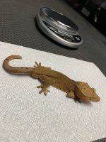 38g red dalm male 2.jpg