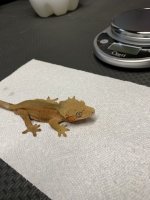 41g male red dalm.jpg